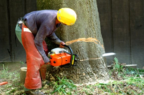 Professionnel pour abattage et dessouchage d'arbre en milieu forestier en Bourgogne