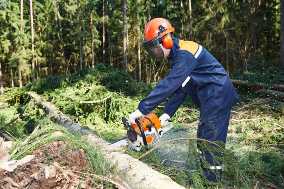 Travaux de débardage mécanisé d'arbres dans la Loire