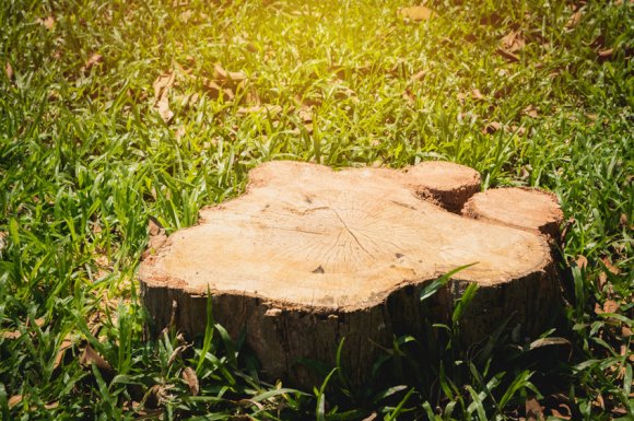 Entreprise de dessouchage d'arbres pour professionnels à Dijon