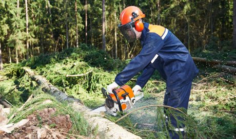 Travaux de débardage mécanisé d'arbres dans la Loire
