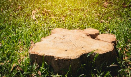 Entreprise de dessouchage d'arbres pour professionnels à Dijon