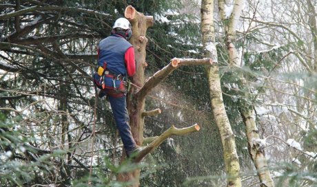 Entreprise spécialiste pour le débardage d’arbre en zone d’accès difficile 