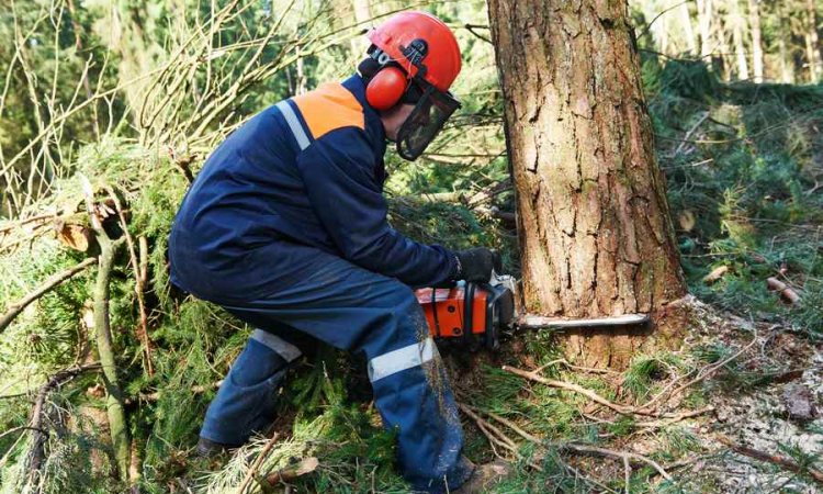 SARL AUGOYARD Gueugnon - Entreprise de travaux forestiers